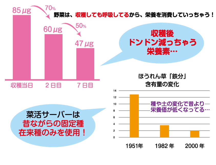 菜活サーバは昔ながらの固定種在来種のみを使用